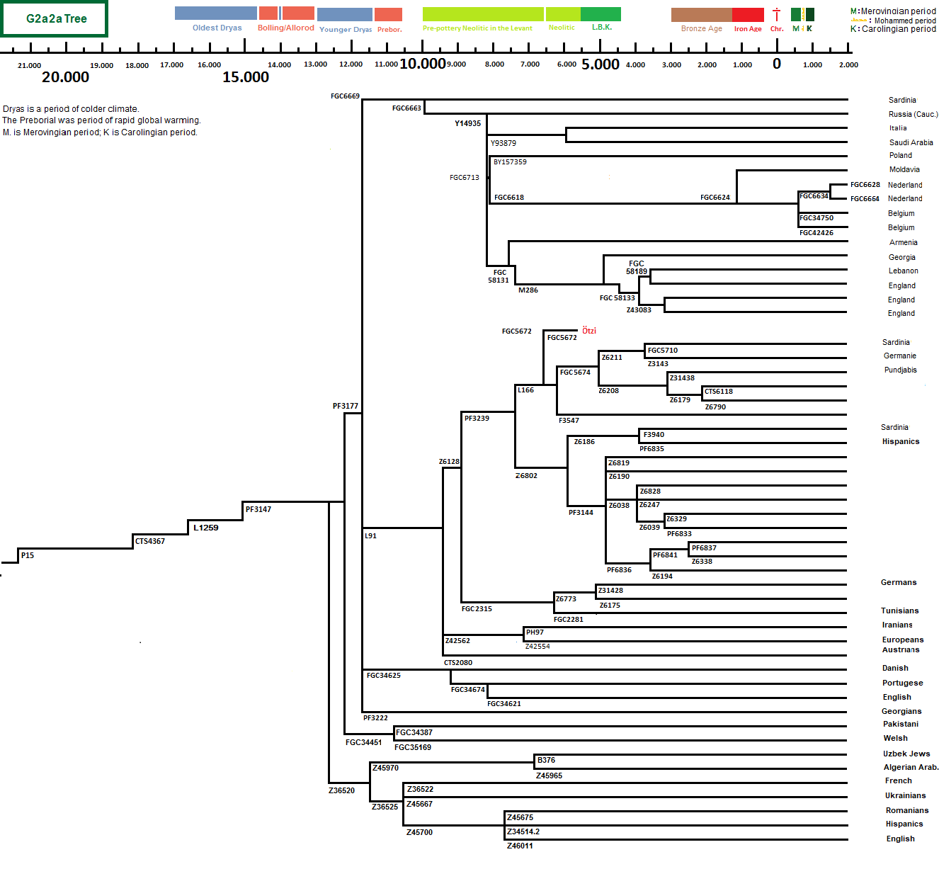 G-PF3147 tree